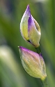 Blume D30_9100 Kopie.jpg   26.04